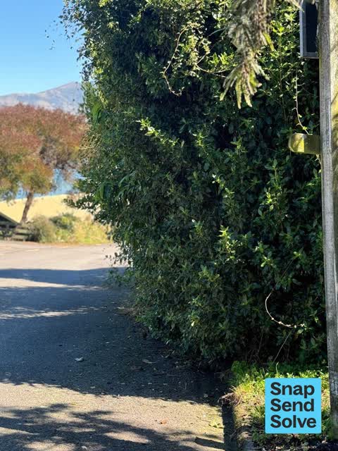 Overgrown Vegetation, a report photo