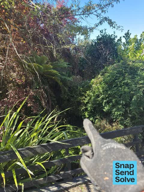 Overgrown Vegetation, a report photo