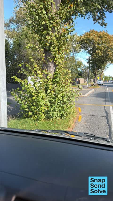 Overgrown Vegetation, a report photo