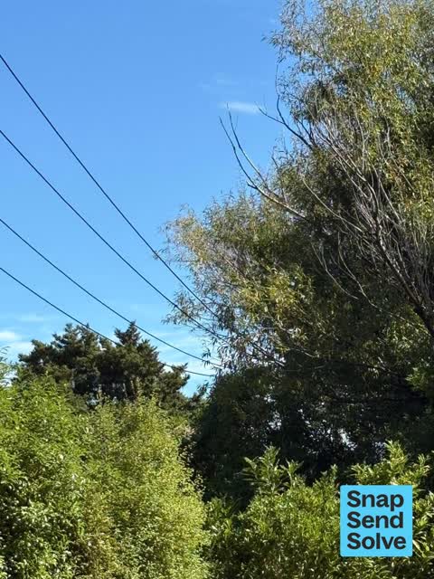Overgrown Vegetation, a report photo