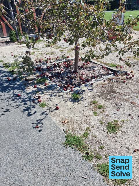 Park - General Request, a report photo