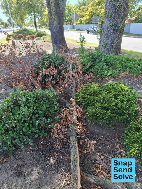 Fallen Tree, a report photo