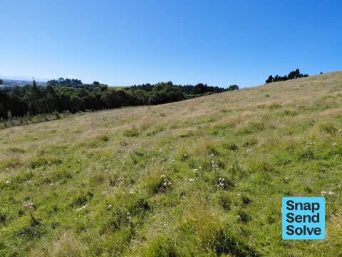 Overgrown Vegetation, a report photo