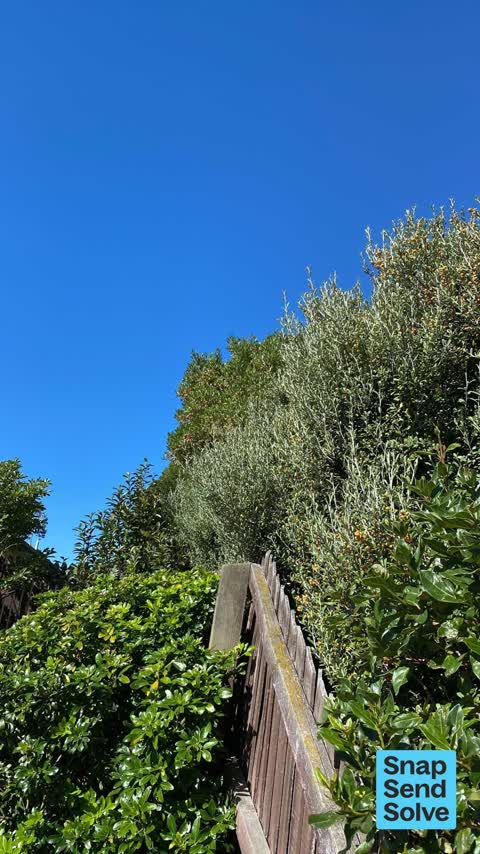 Overgrown Vegetation — a report photo