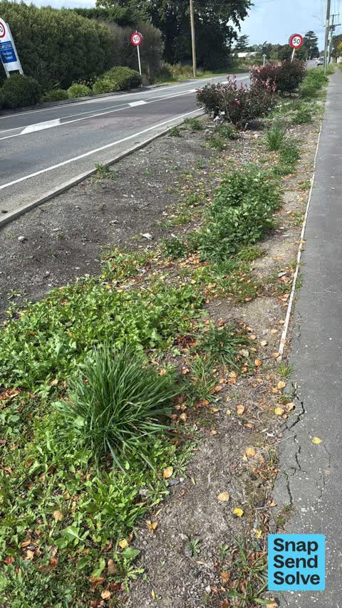 Overgrown Vegetation, a report photo