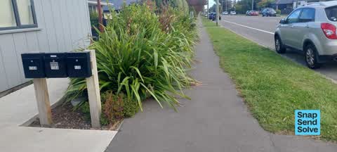 Overgrown Vegetation, a report photo