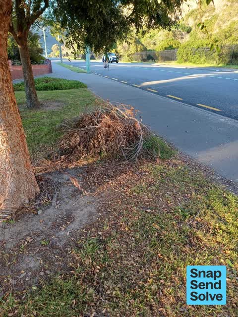 Trees - General, a report photo