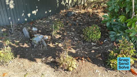 Trees - General, a report photo
