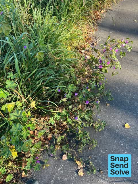 Overgrown Vegetation, a report photo