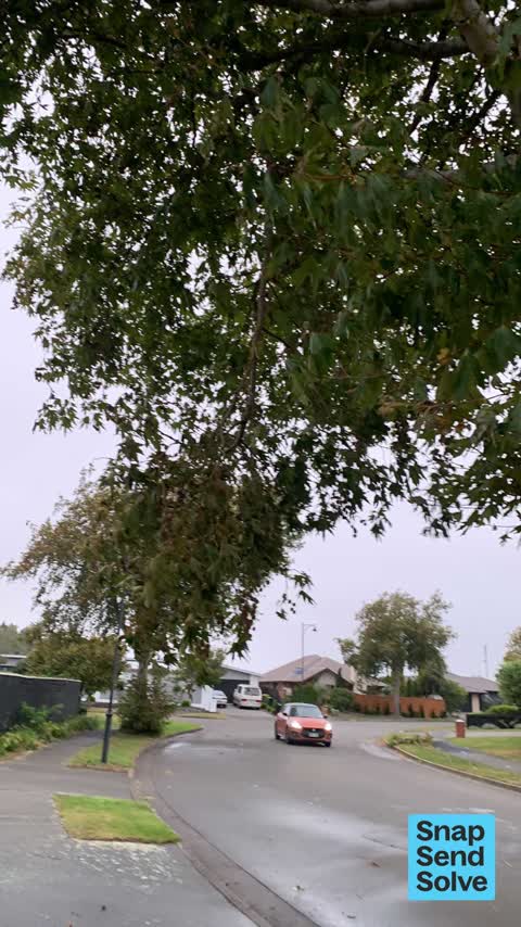 Trees - General, a report photo