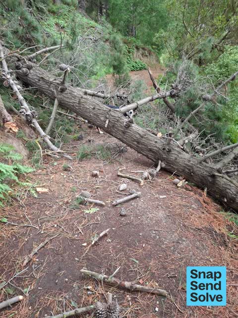 Fallen Tree, a report photo