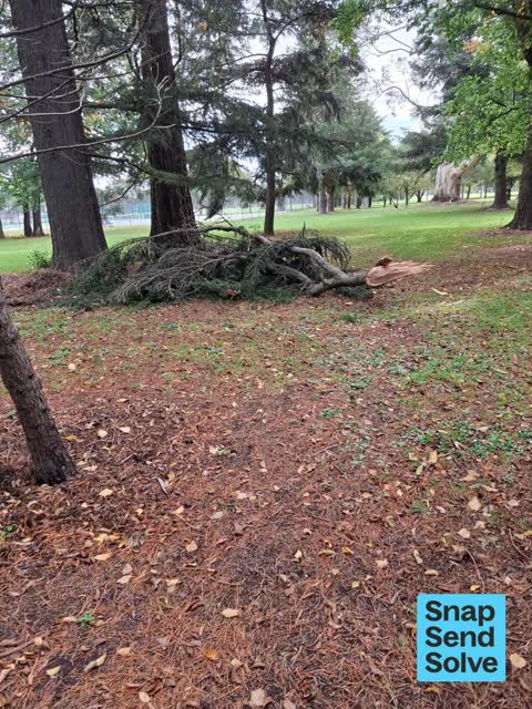 Fallen Tree, a report photo