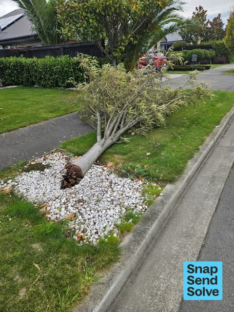 Fallen Tree, a report photo