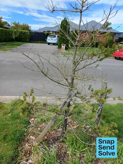 Trees - General, a report photo