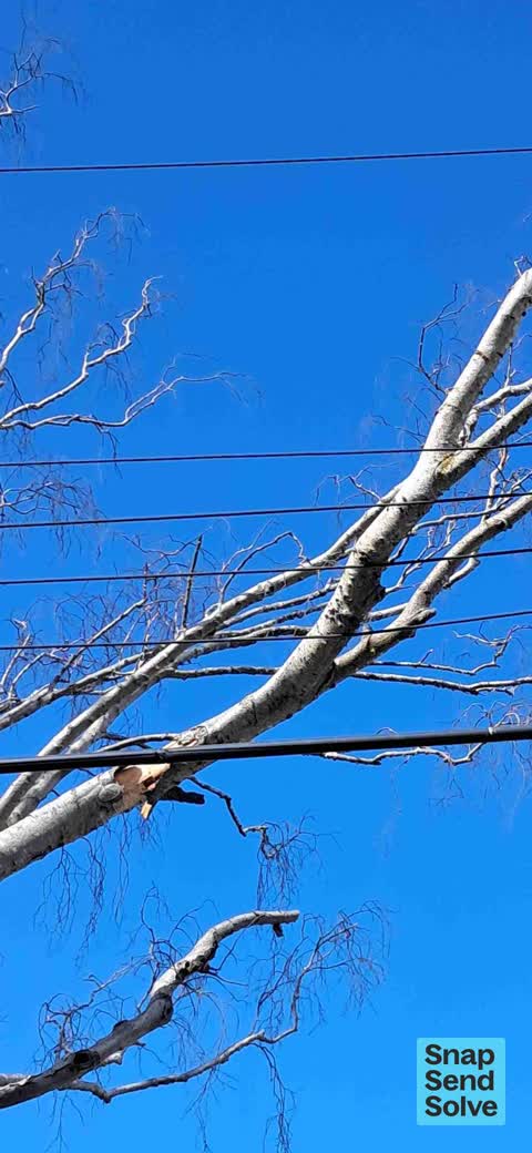 Trees - General, a report photo