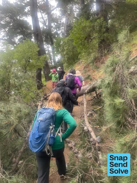 Fallen Tree, a report photo