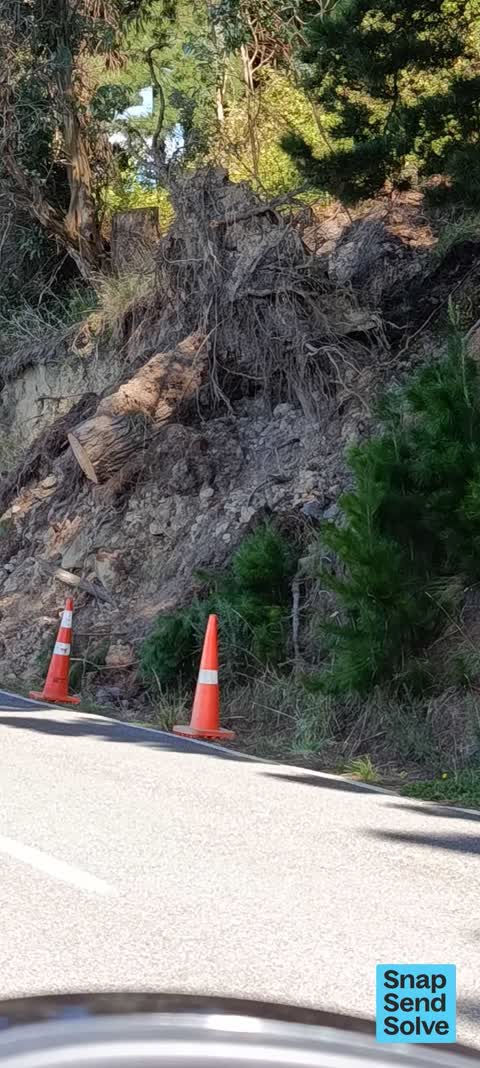 Fallen Tree, a report photo