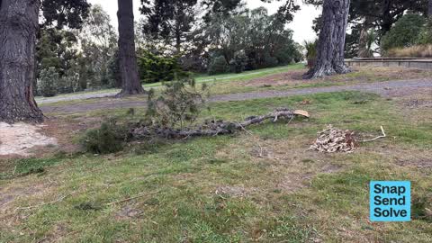Trees - General — a report photo