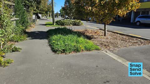 Overgrown Vegetation, a report photo