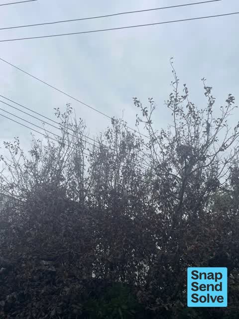 Overgrown Vegetation, a report photo