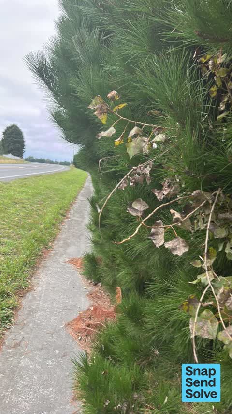 Overgrown Vegetation, a report photo