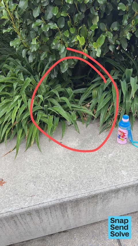 Pest / Vermin — a report photo