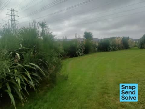 Overgrown Vegetation, a report photo