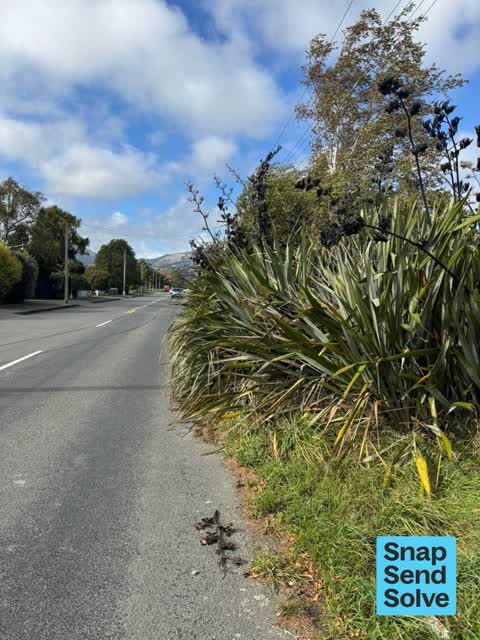 Overgrown Vegetation, a report photo