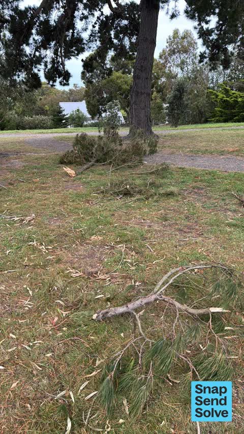 Trees - General — a report photo