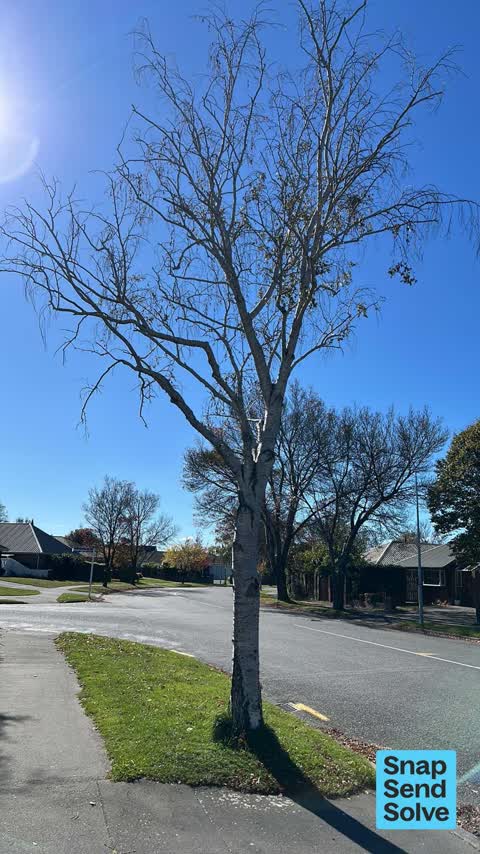 Trees - General, a report photo