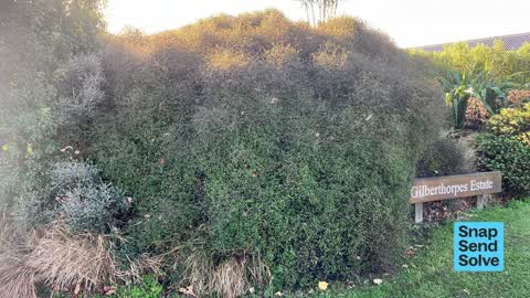 Overgrown Vegetation, a report photo