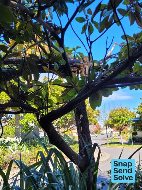 Fallen Tree, a report photo