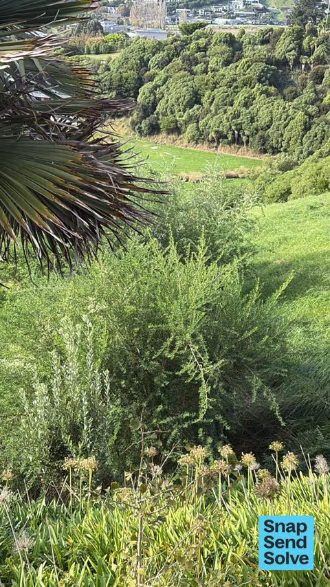Overgrown Vegetation, a report photo