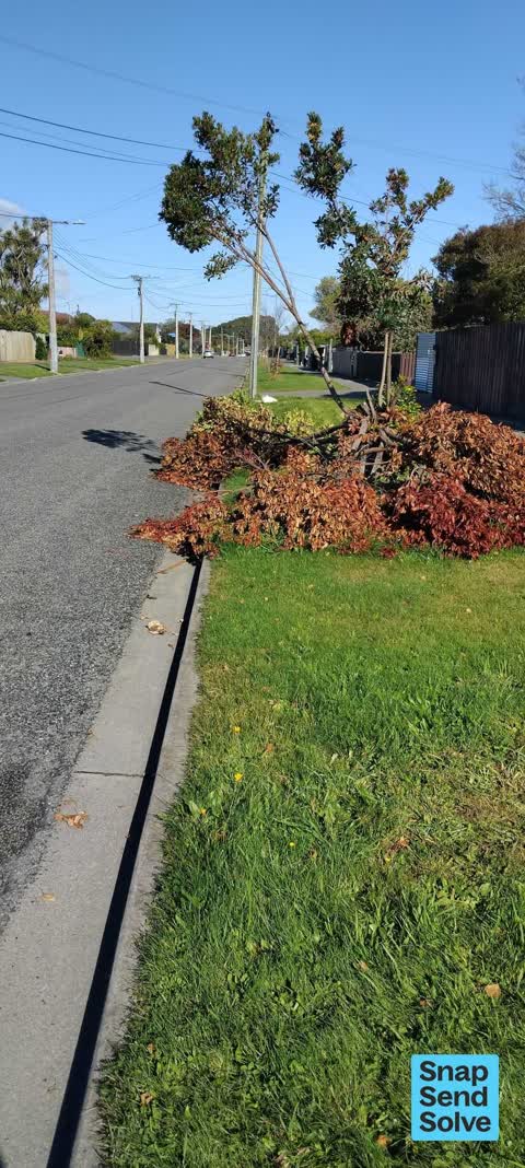 Trees - General, a report photo