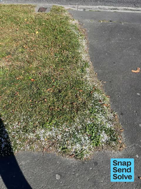Litter, a report photo