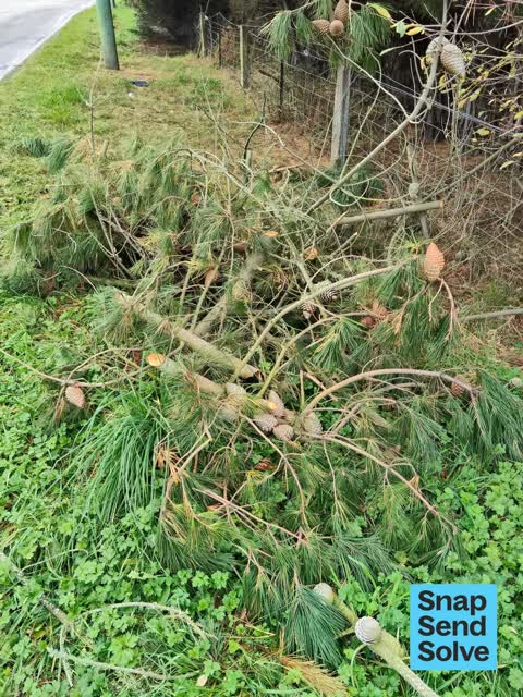 Trees - General, a report photo