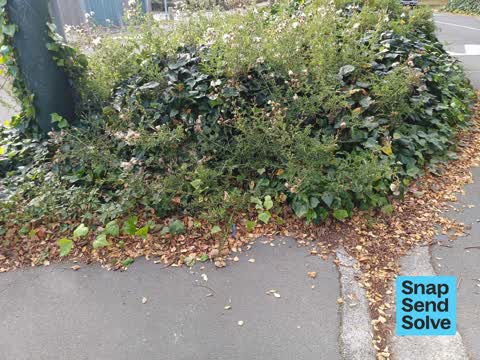 Overgrown Vegetation — a report photo