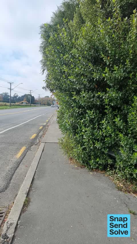 Overgrown Vegetation, a report photo