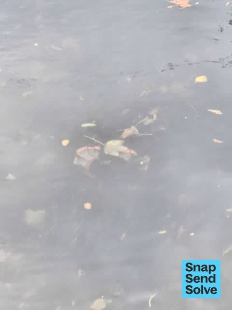 Dumped Rubbish, a report photo