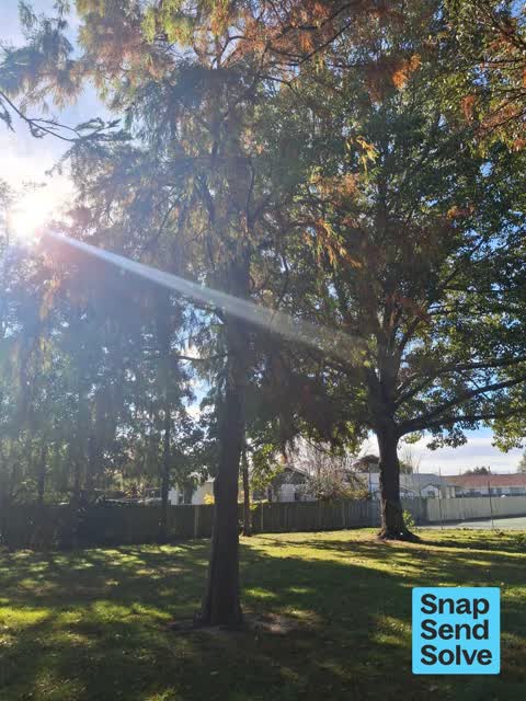 Fallen Tree, a report photo