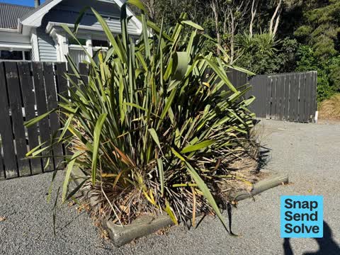 Overgrown Vegetation, a report photo