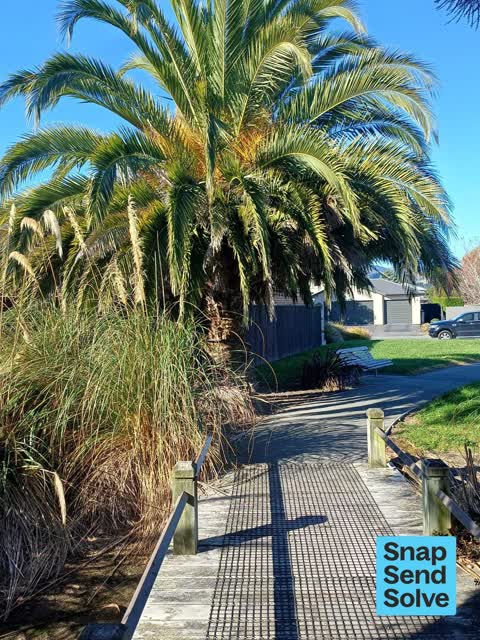 Overgrown Vegetation, a report photo
