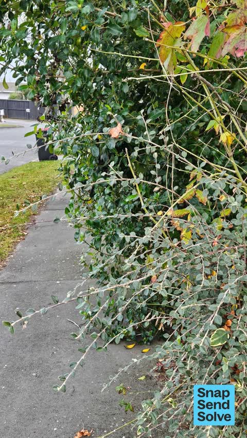 Overgrown Vegetation, a report photo