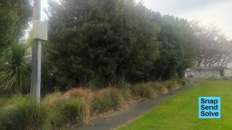 Overgrown Vegetation — a report photo