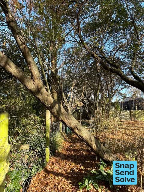 Overgrown Vegetation, a report photo