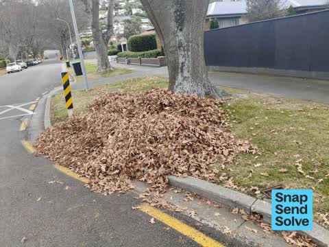 Trees - General, a report photo