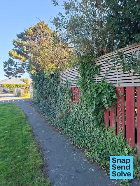 Overgrown Vegetation, a report photo