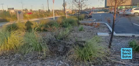 Fallen Tree, a report photo