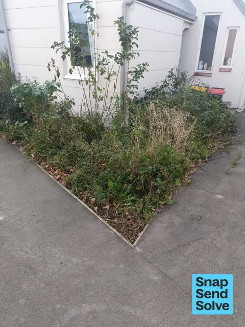 Overgrown Vegetation — a report photo