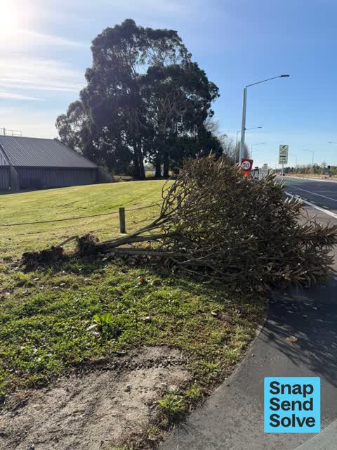 Fallen Tree, a report photo